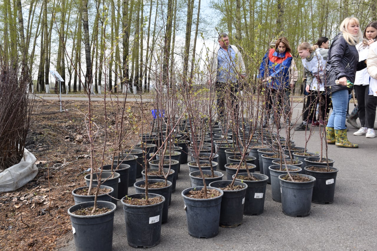 «Сад памяти», «Дерево Победы» — кузбассовцы присоединяются к акциям памяти, высаживая деревья